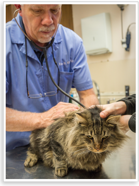 Dr. Kirk with a cat